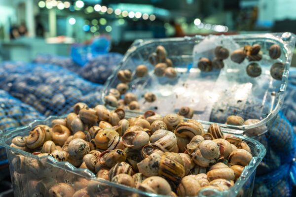 _JMA6419-Mejorado-NR copia (2)