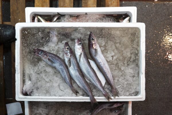 _JMA6472-Mejorado-NR copia (4)