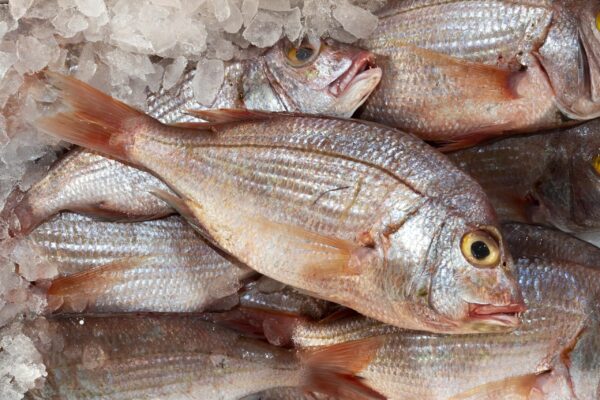 _JMA6525-Mejorado-NR copia (3)