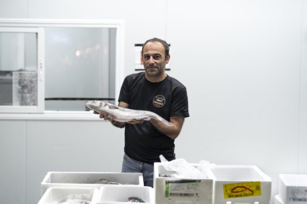 live fish-Lubina (1)